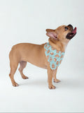 Small dog wearing blue bandana.